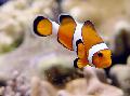 Ocellaris Clownfish Foto, raksturlielumi un ka
