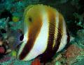 Orange-Banded Korall Fisk Bilde, kjennetegn og omsorg