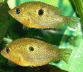 Aquariumvissen Orange Chromide, Etroplus maculatus, Goud foto, zorg en beschrijving, karakteristieken en groeiend