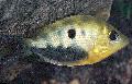 Aquariumvissen Orange Chromide, Etroplus maculatus, Gevlekt foto, zorg en beschrijving, karakteristieken en groeiend