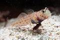 Orange Spotted Shrimp Goby Photo, characteristics and care