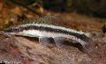 观赏鱼 Otocinclus Vittatus, 条纹 照, 关怀 和 描述, 特点 和 成长