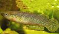 Aquarium Fish Pachypanchax, Yellow Photo, care and description, characteristics and growing