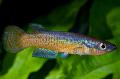 Aquarium Fish Pachypanchax, Motley Photo, care and description, characteristics and growing