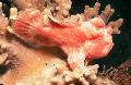 Painted Anglerfish (Painted frogfish) care and characteristics