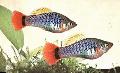 Aquarium Fish Papageienplaty, Xiphophorus variatus, Silver Photo, care and description, characteristics and growing