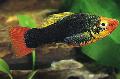 Aquarium Fish Papageienplaty, Xiphophorus variatus, Black Photo, care and description, characteristics and growing