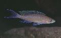 Akvarij Ribe Paracyprichromis, braon Foto, briga i opis, karakteristike i uzgoj