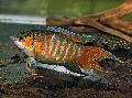 Paradise Fish, Macropodus opercularis, Striped Photo, care and description, characteristics and growing
