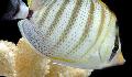 Pebbled Butterflyfish foto, karakteristieken en zorg