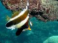 Pennant bannerfish care and characteristics