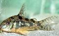 Akvaryum Balıkları Karabiberli Cory Kedi, Corydoras paleatus, benekli fotoğraf, bakım ve tanım, özellikleri ve büyüyen