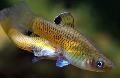 Akvarij Ribe Phallichthys, zlato Foto, briga i opis, karakteristike i uzgoj