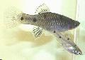 Akvarij Ribe Phallichthys, srebro Foto, briga i opis, karakteristike i uzgoj