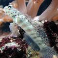 Pink Spotted Watchman Goby Photo, characteristics and care
