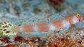 Aquarium Fish Pinkbar Goby, Amblyeleotris aurora, Striped Photo, care and description, characteristics and growing