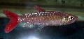 Foto Flussfisch Pinktail Chalceus