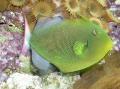 Pinktail Triggerfish Nuotrauka, charakteristikos ir kad