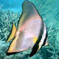 Akvariefisk Pinnatus Batfish, Platax pinnatus, Stribet Foto, pleje og beskrivelse, egenskaber og voksende