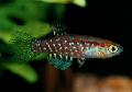 Aquarium Fish Plesiolebias, Motley Photo, care and description, characteristics and growing