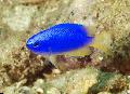 Akvarijní Ryby Pomacentrus, Modrý fotografie, péče a popis, charakteristiky a pěstování
