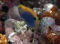 Aquarium Fish Pomacentrus, Motley Photo, care and description, characteristics and growing