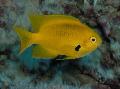 Akvarijní Ryby Pomacentrus, Žlutý fotografie, péče a popis, charakteristiky a pěstování