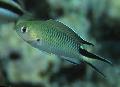 Akvarijné Ryby Pomachromis, zelená fotografie, starostlivosť a popis, vlastnosti a pestovanie