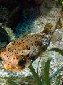 Aquarium Fish Porcupine Puffer, Diodon holacanthus, Spotted Photo, care and description, characteristics and growing