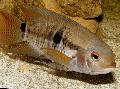 Aquarium Fish Port Acara, Aequidens portalegrensis, Striped Photo, care and description, characteristics and growing