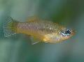 Aquarium Fish Priapella, Gold Photo, care and description, characteristics and growing