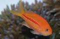 Akvarijné Ryby Pseudanthias, pruhované fotografie, starostlivosť a popis, vlastnosti a pestovanie