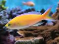 Akvarijné Ryby Pseudanthias, žltý fotografie, starostlivosť a popis, vlastnosti a pestovanie