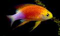 Akvarijné Ryby Pseudanthias, strakatý fotografie, starostlivosť a popis, vlastnosti a pestovanie