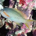 Akvarijné Ryby Pseudanthias, zelená fotografie, starostlivosť a popis, vlastnosti a pestovanie