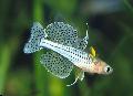 Photo Freshwater Fish Pseudomugil gertrudae