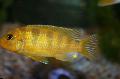Aquarium Fish Pseudotropheus lombardoi, Yellow Photo, care and description, characteristics and growing