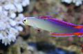 Purple Firefish, Decorated Dartfish foto, características e cuidado