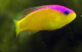 Aquarium Fish Purple Stripe Dottyback, Pseudochromis diadema, Yellow Photo, care and description, characteristics and growing