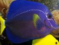 Aquarium Fish Purple Tang, Zebrasoma xanthurum, Blue Photo, care and description, characteristics and growing