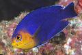 Pygmy (Cherub) Angelfish cuidado e características