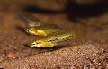Aquariumvissen Pygmee Swordtail, Xiphophorus pygmaeus, Goud foto, zorg en beschrijving, karakteristieken en groeiend