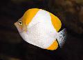 Аквариумни Риби Пирамида Butterflyfish, Hemitaurichthys polylepis, На Петна снимка, грижа и описание, характеристики и култивиране