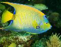 Queen Angelfish, Holacanthus ciliaris, Motley Photo, care and description, characteristics and growing