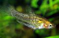 Aquarium Fish Quintana atrizona, Gold Photo, care and description, characteristics and growing