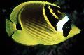 Akvariefisk Vaskebjørn Butterflyfish, Chaetodon lunula, Gul Foto, pleje og beskrivelse, egenskaber og voksende