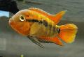Akvarijné Ryby Dúha Cichlíd, Herotilapia multispinosa, červená fotografie, starostlivosť a popis, vlastnosti a pestovanie