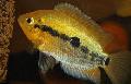 Aquarium Fish Rainbow Cichlid, Herotilapia multispinosa, Gold Photo, care and description, characteristics and growing