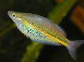 Ramu Rainbowfish mynd, einkenni og umönnun