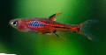 Aquarium Fish Rasbora brigittae, Rasbora brigittae (Boraras Brigittae), Red Photo, care and description, characteristics and growing